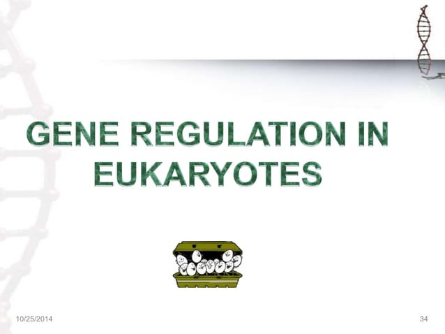 REGULATION OF GENE EXPRESSION IN PROKARYOTES & EUKARYOTES | PPTX ...