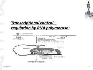 REGULATION OF GENE EXPRESSION IN PROKARYOTES & EUKARYOTES | PPTX