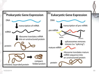 REGULATION OF GENE EXPRESSION IN PROKARYOTES & EUKARYOTES | PPTX