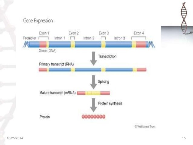 REGULATION OF GENE EXPRESSION IN PROKARYOTES & EUKARYOTES