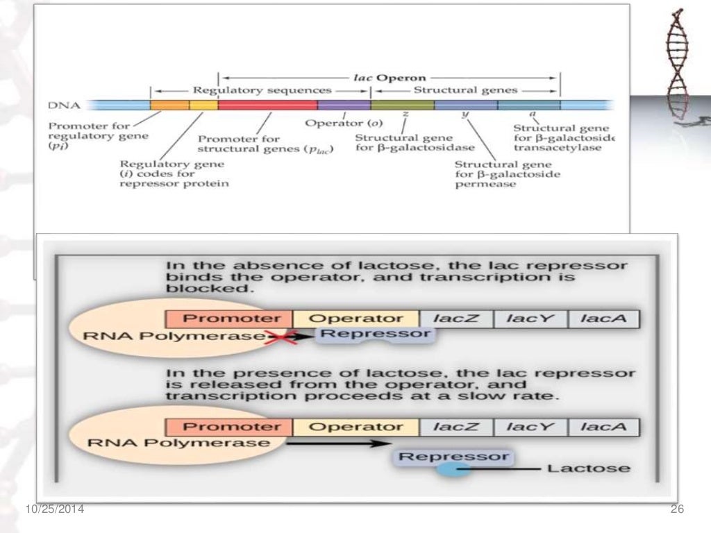 REGULATION OF GENE EXPRESSION IN PROKARYOTES & EUKARYOTES