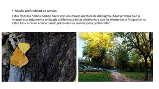 • Mucha profundidad de campo:
Estas fotos las hemos podido hacer con una mayor apertura de diafragma. Aquí veremos que la
imagen esta totalmente enfocada a diferencia de las anteriores y que los elementos a fotografiar no
están tan cercanos como cuando pretendemos realizar poca profundidad.
 