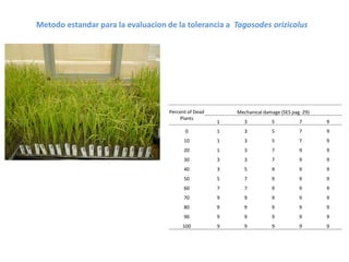 Toma de datos e instrumentos de analisis