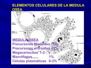 ELEMENTOS CELULARES DE LA MEDULA
OSEA
MEDULA OSEA
Precursores Mieloides 75%
Precursores eritroides 25%
Megacariocitos 1-2
Macrófagos 1%
Células plasmáticas 0-3%
 
