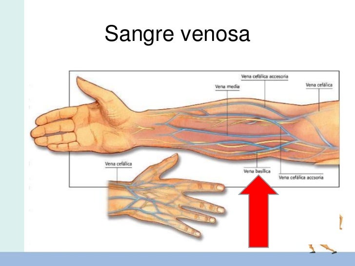 De Que Vena Se Toma La Muestra Sanguinea