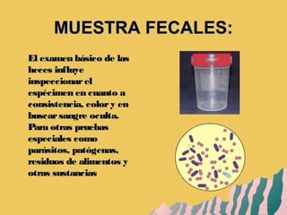 MUESTRA FECALES:MUESTRA FECALES:
El examen básico de lasEl examen básico de las
heces influyeheces influye
inspeccionarelinspeccionarel
espécimen en cuanto aespécimen en cuanto a
consistencia, colory enconsistencia, colory en
buscarsangre oculta.buscarsangre oculta.
Para otras pruebasPara otras pruebas
especiales comoespeciales como
parásitos, patógenas,parásitos, patógenas,
residuos de alimentos yresiduos de alimentos y
otras sustanciasotras sustancias
 