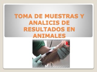 TOMA DE MUESTRAS Y
ANALICIS DE
RESULTADOS EN
ANIMALES
 