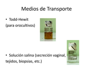 Medios de Transporte
• Todd-Hewit
(para orocultivos)
• Solución salina (secreción vaginal,
tejidos, biopsias, etc.)
 