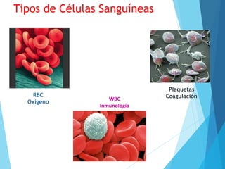 Tipos de Células Sanguíneas
RBC
Oxígeno
Plaquetas
CoagulaciónWBC
Inmunología
 