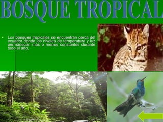 Los bosques tropicales se encuentran cerca del ecuador donde los niveles de temperatura y luz permanecen más o menos constantes durante todo el año.  BOSQUE TROPICAL 