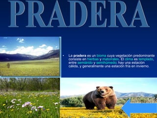 La  pradera  es un  bioma  cuya vegetación predominante consiste en  hierbas  y  matorrales . El  clima  es  templado , entre  semiárido  y  semihúmedo ; hay una estación cálida, y generalmente una estación fría en invierno. PRADERA 