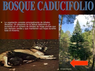 La vegetación consiste principalmente de árboles deciduos. Un descenso en la latitud determina un aumento en el número de árboles de hojas anchas que son siempre verdes y que mantienen sus hojas durante todo el invierno.  BOSQUE CADUCIFOLIO 