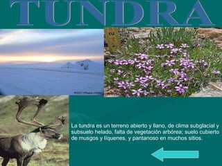 La tundra es un terreno abierto y llano, de clima subglacial y subsuelo helado, falta de vegetación arbórea; suelo cubierto de musgos y líquenes, y pantanoso en muchos sitios.  TUNDRA 