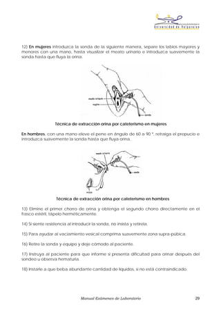 12) En mujeres introduzca la sonda de la siguiente manera, separe los labios mayores y
menores con una mano, hasta visualizar el meato urinario e introduzca suavemente la
sonda hasta que fluya la orina.




                   Técnica de extracción orina por cateterismo en mujeres

En hombres, con una mano eleve el pene en ángulo de 60 a 90 º, retraiga el prepucio e
introduzca suavemente la sonda hasta que fluya orina.




                   Técnica de extracción orina por cateterismo en hombres

13) Elimine el primer chorro de orina y obtenga el segundo chorro directamente en el
frasco estéril, tápelo herméticamente.

14) Si siente resistencia al introducir la sonda, no insista y retírela.

15) Para ayudar al vaciamiento vesical comprima suavemente zona supra-púbica.

16) Retire la sonda y equipo y deje cómodo al paciente.

17) Instruya al paciente para que informe si presenta dificultad para orinar después del
sondeo u observa hematuria.

18) Instarle a que beba abundante cantidad de líquidos, si no está contraindicado.




                                 Manual Exámenes de Laboratorio                      29
 