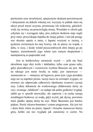 pierścienie oraz strzelistymi, sprężystymi skokami powietrznymi
i skręcaniem się dokoła własnej osi; wyczyny te jednak stara się
ukryć przed mymi oczyma, przenosząc ich widownię, gdziekol-
wiek się zwrócę, na przeciwległą stronę. Wszelako w chwili gdy
schylam się i wyciągam rękę, pies jednym skokiem staje nagle
przy mnie, przyciskając łopatkę do mojej goleni, i stoi jak posąg;
stoi skośnie oparty o mnie, z łapami wrytymi w ziemię, z
pyskiem zwróconym ku mej twarzy, tak że patrzy na wspak, z
dołu, w oczy, i kiedy wśród pieszczotliwych słów klepię go po
łopatce, nieruchomość jego tchnie tym samym skupieniem i
namiętnością co poprzedni szał.
Jest to krótkowłosy niemiecki wyżeł — jeśli nie brać
określenia tego zbyt ściśle i dokładnie, tylko cum grano salis;
gdyż prawidłowym i wzorowym wyżłem Bauszan nie jest. Jak
na takiego jest może trochę za mały; jest stanowczo —
zaznaczam to — mniejszy od legawca; poza tym i jego przednie
nogi nie są zupełnie proste, raczej nieco na zewnątrz wygięte, co
również nie odpowiada całkowicie idealnemu wzorowi czystej
rasy. Lekka skłonność do workowatego sfałdowania skóry na
szyi, zwanego „łałokiem”, co nadaje tak pełen godności wygląd,
zdobi go w sposób niezwykły; ale zapewne i tę cechę uznają
nieubłagani hodowcy za wadę, gdyż wyżeł, jak słyszę, powinien
mieć gładko opiętą skórę na szyi. Maść Bauszana jest bardzo
piękna. Sierść rdzawo-brunatna i czarno pręgowana. Ale jest też
i dużo bieli, która na piersi, łapach i brzuchu stanowczo bierze
górę, krótki zaś nos wygląda jak zanurzony w czerni. Na
 