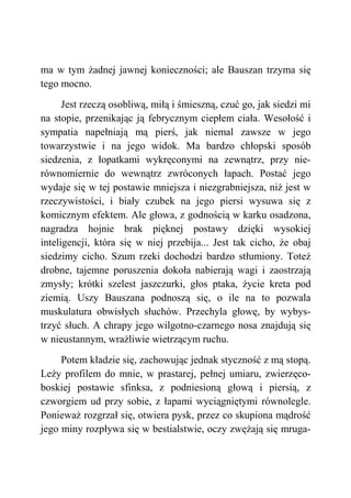 ma w tym żadnej jawnej konieczności; ale Bauszan trzyma się
tego mocno.
Jest rzeczą osobliwą, miłą i śmieszną, czuć go, jak siedzi mi
na stopie, przenikając ją febrycznym ciepłem ciała. Wesołość i
sympatia napełniają mą pierś, jak niemal zawsze w jego
towarzystwie i na jego widok. Ma bardzo chłopski sposób
siedzenia, z łopatkami wykręconymi na zewnątrz, przy nie-
równomiernie do wewnątrz zwróconych łapach. Postać jego
wydaje się w tej postawie mniejsza i niezgrabniejsza, niż jest w
rzeczywistości, i biały czubek na jego piersi wysuwa się z
komicznym efektem. Ale głowa, z godnością w karku osadzona,
nagradza hojnie brak pięknej postawy dzięki wysokiej
inteligencji, która się w niej przebija... Jest tak cicho, że obaj
siedzimy cicho. Szum rzeki dochodzi bardzo stłumiony. Toteż
drobne, tajemne poruszenia dokoła nabierają wagi i zaostrzają
zmysły; krótki szelest jaszczurki, głos ptaka, życie kreta pod
ziemią. Uszy Bauszana podnoszą się, o ile na to pozwala
muskulatura obwisłych słuchów. Przechyla głowę, by wybys-
trzyć słuch. A chrapy jego wilgotno-czarnego nosa znajdują się
w nieustannym, wrażliwie wietrzącym ruchu.
Potem kładzie się, zachowując jednak styczność z mą stopą.
Leży profilem do mnie, w prastarej, pełnej umiaru, zwierzęco-
boskiej postawie sfinksa, z podniesioną głową i piersią, z
czworgiem ud przy sobie, z łapami wyciągniętymi równolegle.
Ponieważ rozgrzał się, otwiera pysk, przez co skupiona mądrość
jego miny rozpływa się w bestialstwie, oczy zwężają się mruga-
 
