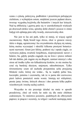 szana z cykutą, pokrzywą, podbiałem i przeróżnym pełzającym
zielskiem, z wybujałym ostem, miękkimi jeszcze pędami drzew,
tworząc wygodną kryjówkę dla bażantów i innych kur leśnych.
Nad tą obfitością i gęstwą pnie się w szerokolistnych wieńcach
po drzewach dzikie wino, spiralny dziki chmiel i jeszcze w zimie
łodygi ich oplatają pnie niby twardy, nierozerwalny drut.
Nie jest to las ani park, tylko ni mniej, ni więcej ogród
zaczarowany. Będę bronił tego słowa, choć w gruncie rzeczy
idzie o skąpą, ograniczoną i ku zwyrodnieniu chylącą się naturę,
którą można wyczerpać i określić kilkoma prostymi botanicz-
nymi nazwami. Grunt jest falisty, podnosi się i opada ciągle, co
wytwarza piękną zwartość krajobrazu, nieprzejrzaność nawet z
boków; ba, gdyby poręba ciągnęła się na lewo i prawo milami
lub tak daleko, jak ciągnie się na długość, zamiast mierzyć z obu
stron od środka tylko sto kilkadziesiąt kroków, to nie można by
czuć się bardziej skrytym, utajonym, odosobnionym. Tylko
równomierny szum od zachodu przypomina uchu przyjazną
bliskość rzeki, której nie widać... Są tu wądoły pełne bzu,
kocierpki, jaśminu i czeremchy, tak że w parne dni czerwcowe
pierś ledwie pomieścić może wonie. Istnieją też wklęsłości,
proste jamy żwirne, których zbocza i dno porasta kilka pędów
wierzbowych i trochę suchej szałwii.
Wszystko to nie przestaje działać na mnie w sposób
przedziwny, choć od wielu lat stało się dla mnie chlebem
codziennym. To mnóstwo jesionów, podobnych do olbrzymich
paproci, te pnącze i oczerety, ta wilgoć i suchość nastrajają mnie
 