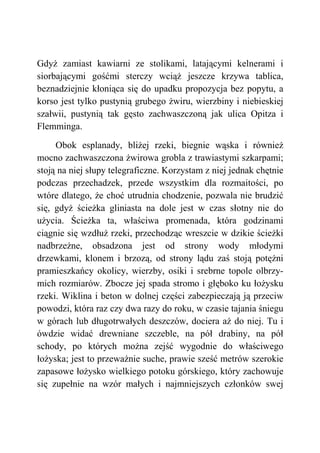 Gdyż zamiast kawiarni ze stolikami, latającymi kelnerami i
siorbającymi gośćmi sterczy wciąż jeszcze krzywa tablica,
beznadziejnie kłoniąca się do upadku propozycja bez popytu, a
korso jest tylko pustynią grubego żwiru, wierzbiny i niebieskiej
szałwii, pustynią tak gęsto zachwaszczoną jak ulica Opitza i
Flemminga.
Obok esplanady, bliżej rzeki, biegnie wąska i również
mocno zachwaszczona żwirowa grobla z trawiastymi szkarpami;
stoją na niej słupy telegraficzne. Korzystam z niej jednak chętnie
podczas przechadzek, przede wszystkim dla rozmaitości, po
wtóre dlatego, że choć utrudnia chodzenie, pozwala nie brudzić
się, gdyż ścieżka gliniasta na dole jest w czas słotny nie do
użycia. Ścieżka ta, właściwa promenada, która godzinami
ciągnie się wzdłuż rzeki, przechodząc wreszcie w dzikie ścieżki
nadbrzeżne, obsadzona jest od strony wody młodymi
drzewkami, klonem i brzozą, od strony lądu zaś stoją potężni
pramieszkańcy okolicy, wierzby, osiki i srebrne topole olbrzy-
mich rozmiarów. Zbocze jej spada stromo i głęboko ku łożysku
rzeki. Wiklina i beton w dolnej części zabezpieczają ją przeciw
powodzi, która raz czy dwa razy do roku, w czasie tajania śniegu
w górach lub długotrwałych deszczów, dociera aż do niej. Tu i
ówdzie widać drewniane szczeble, na pół drabiny, na pół
schody, po których można zejść wygodnie do właściwego
łożyska; jest to przeważnie suche, prawie sześć metrów szerokie
zapasowe łożysko wielkiego potoku górskiego, który zachowuje
się zupełnie na wzór małych i najmniejszych członków swej
 