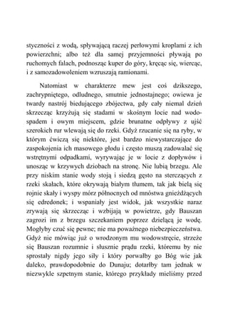 styczności z wodą, spływającą raczej perłowymi kroplami z ich
powierzchni; albo też dla samej przyjemności pływają po
ruchomych falach, podnosząc kuper do góry, kręcąc się, wiercąc,
i z samozadowoleniem wzruszają ramionami.
Natomiast w charakterze mew jest coś dzikszego,
zachrypniętego, odludnego, smutnie jednostajnego; owiewa je
twardy nastrój biedującego zbójectwa, gdy cały niemal dzień
skrzecząc krzyżują się stadami w skośnym locie nad wodo-
spadem i owym miejscem, gdzie brunatne odpływy z ujść
szerokich rur wlewają się do rzeki. Gdyż rzucanie się na ryby, w
którym ćwiczą się niektóre, jest bardzo niewystarczające do
zaspokojenia ich masowego głodu i często muszą zadowalać się
wstrętnymi odpadkami, wyrywając je w locie z dopływów i
unosząc w krzywych dziobach na stronę. Nie lubią brzegu. Ale
przy niskim stanie wody stoją i siedzą gęsto na sterczących z
rzeki skałach, które okrywają białym tłumem, tak jak bielą się
rojnie skały i wyspy mórz północnych od mnóstwa gnieżdżących
się edredonek; i wspaniały jest widok, jak wszystkie naraz
zrywają się skrzecząc i wzbijają w powietrze, gdy Bauszan
zagrozi im z brzegu szczekaniem poprzez dzielącą je wodę.
Mogłyby czuć się pewne; nie ma poważnego niebezpieczeństwa.
Gdyż nie mówiąc już o wrodzonym mu wodowstręcie, strzeże
się Bauszan rozumnie i słusznie prądu rzeki, któremu by nie
sprostały nigdy jego siły i który porwałby go Bóg wie jak
daleko, prawdopodobnie do Dunaju; dotarłby tam jednak w
niezwykle szpetnym stanie, którego przykłady mieliśmy przed
 