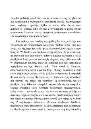 zapędzi, polatują przed nim, tak że w samej rzeczy wygląda to
jak zamiatanie i wzbijanie w powietrze całego nadbrzeżnego
pasa; szybują i opadają ciężko na wodę, która bezpiecznie
kołysze je i obraca, albo też lecą z wyciągniętą w przód szyją;
tymczasem Bauszan, mknąc brzegiem, porównywa chwalebnie
siłę swych nóg z mocą ich skrzydeł.
Jest zachwycony i wdzięczny, jeśli tylko lecą, jeśli dają mu
sposobność do wspaniałych wyścigów wzdłuż rzeki, one zaś
znają, zda się, jego życzenie i przy sposobności wyciągają z tego
korzyść. Widziałem kaczkę-kokosz z pisklętami, było to wiosną,
na rzece nie było już ptaków; tylko ta kaczka pozostała u nas z
pisklętami, które jeszcze nie mogły ciągnąć; więc pilnowała ich
w szlamiastym bajorze, które po ostatniej powodzi napełniało
wgłębienie suchego koryta rzeki. Tam zastał je Bauszan,
obserwowałem tę scenę z górnej drogi. Skoczył w kałużę, ciskał
się w niej z szczekaniem, wśród dzikich wykrętasów, i rozpędził
do cna kaczą rodzinę. Rozumie się, że żadnemu z jej członków
nie uczynił nic złego, ale nastraszył ją niezmiernie, tak że
pisklęta, bijąc kikutami skrzydeł, rozproszyły się na wszystkie
strony; wszelako stara wezbrała heroizmem macierzyństwa,
który ślepo i zuchwale rzuca się w celu ochrony piskląt na
najsilniejszego nieprzyjaciela i szaleńczą, przekraczającą pozor-
nie naturalne granice odwagą umie stropić go i zapędzić w kozi
róg. Z najeżonymi piórami, z okropnie rozdartym dziobem,
podfruwała coraz Bauszanowi w oczy, napierała nań bohatersko
co chwila sycząc i rzeczywiście dokazywała swą karykaturalną
 