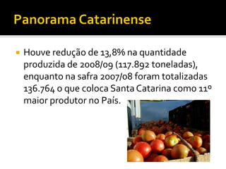 Panorama CatarinenseHouve redução de 13,8% na quantidade produzida de 2008/09 (117.892 toneladas), enquanto na safra 2007/08 foram totalizadas 136.764 o que coloca Santa Catarina como 11º maior produtor no País.
