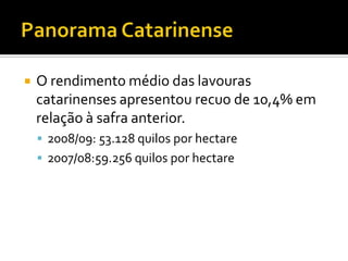 Panorama CatarinenseO rendimento médio das lavouras catarinenses apresentou recuo de 10,4% em relação à safra anterior.2008/09: 53.128 quilos por hectare2007/08:59.256 quilos por hectare