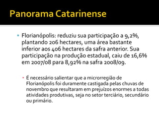 Panorama CatarinenseFlorianópolis: reduziu sua participação a 9,2%, plantando 206 hectares, uma área bastante inferior aos 406 hectares da safra anterior. Sua participação na produção estadual, caiu de 16,6% em 2007/08 para 8,92% na safra 2008/09. É necessário salientar que a microrregião de Florianópolis foi duramente castigada pelas chuvas de novembro que resultaram em prejuízos enormes a todas atividades produtivas, seja no setor terciário, secundário ou primário.