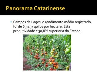 Panorama CatarinenseCampos de Lages: o rendimento médio registrado foi de 69.497 quilos por hectare. Esta produtividade é 30,8% superior à do Estado.