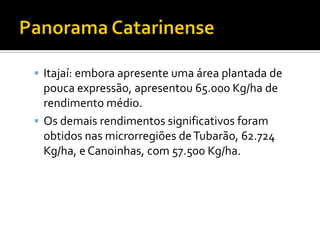 Panorama CatarinenseItajaí: embora apresente uma área plantada de pouca expressão, apresentou 65.000 Kg/ha de rendimento médio. Os demais rendimentos significativos foram obtidos nas microrregiões de Tubarão, 62.724 Kg/ha, e Canoinhas, com 57.500 Kg/ha. 