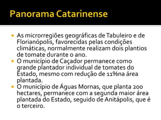 Panorama CatarinenseAs microrregiões geográficas de Tabuleiro e de Florianópolis, favorecidas pelas condições climáticas, normalmente realizam dois plantios de tomate durante o ano.O município de Caçador permanece como grande plantador individual de tomates do Estado, mesmo com redução de 11%na área plantada.O município de Águas Mornas, que planta 200 hectares, permanece com a segunda maior área plantada do Estado, seguido de Anitápolis, que é o terceiro.