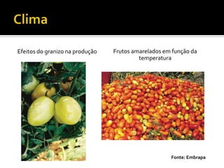 ClimaEfeitos do granizo na produçãoFrutos amarelados em função da temperaturaFonte: Embrapa
