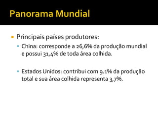 Panorama MundialPrincipais países produtores:China: corresponde a 26,6% da produção mundial e possui 31,4% de toda área colhida. Estados Unidos: contribui com 9.1% da produção total e sua área colhida representa 3,7%.