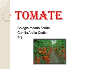 Tomate
Colegio rosario florida.
Camila Ardila Cediel.
7-3
 