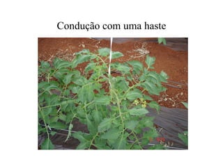 Condução com uma haste
 