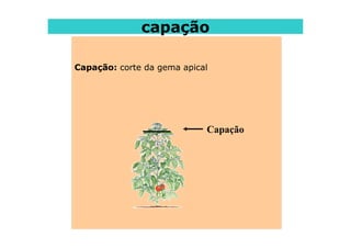 capação
Capação: corte da gema apical
Capação
 