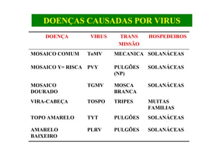 DOENÇAS CAUSADAS POR VIRUS
SOLANÁCEASPULGÕESPLRVAMARELO
BAIXEIRO
SOLANÁCEASPULGÕESTYTTOPO AMARELO
MUITAS
FAMILIAS
TRIPESTOSPOVIRA-CABEÇA
SOLANÁCEASMOSCA
BRANCA
TGMVMOSAICO
DOURADO
SOLANÁCEASPULGÕES
(NP)
PVYMOSAICO Y= RISCA
SOLANÁCEASMECANICAToMVMOSAICO COMUM
HOSPEDEIROSTRANS
MISSÃO
VIRUSDOENÇA
 