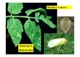 MOSAICO
DOURADO
BEMISIA TABACI
 