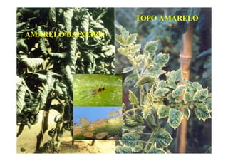 AMARELO BAIXEIRO
TOPO AMARELO
 