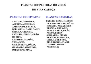 PLANTAS CULTIVADAS
ABACAXI, ABÓBORA,
ALFACE, ALMEIRÃO,
AMENDOIM, BATATA,
BERINJELA, CAFÉ, CAUPI,
CEBOLA, CHUCHU,
ERVILHA, FEIJÃO, GRÃO
DE BICO,
LENTILHA,MAMÃO,
MELANCIA,
CRISÂNTEMO, DÁLIA,
GLADÍOLO, GLOXINIA,
IMPATIENS, ZINIA
PLANTAS DANINHAS
CARURU ROXO, CARURÚ
DE ESPINHO, CARURÚ DE
MANCHA, ANÇARINHA
BRANCA, ERVA-DE-
SANTA MARIA, PICÃO
PRETO, FALSA
SERRALHA, PICÃO
BRANCO, SERRALHA,
ORELHA DE URSO,
BELDROEGA, JOÁ DE
CAPOTE, MARIA
PRETINHA;
PLANTAS HOSPEDEIRAS DO VIRUS
DO VIRA-CABEÇA
 