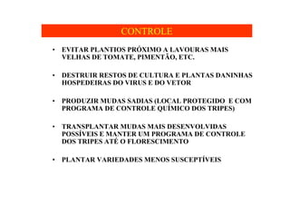 CONTROLE
• EVITAR PLANTIOS PRÓXIMO A LAVOURAS MAIS
VELHAS DE TOMATE, PIMENTÃO, ETC.
• DESTRUIR RESTOS DE CULTURA E PLANTAS DANINHAS
HOSPEDEIRAS DO VIRUS E DO VETOR
• PRODUZIR MUDAS SADIAS (LOCAL PROTEGIDO E COM
PROGRAMA DE CONTROLE QUÍMICO DOS TRIPES)
• TRANSPLANTAR MUDAS MAIS DESENVOLVIDAS
POSSÍVEIS E MANTER UM PROGRAMA DE CONTROLE
DOS TRIPES ATÉ O FLORESCIMENTO
• PLANTAR VARIEDADES MENOS SUSCEPTÍVEIS
 