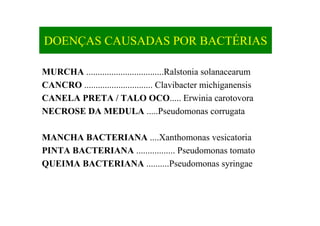 DOENÇAS CAUSADAS POR BACTÉRIAS
MURCHA ..................................Ralstonia solanacearum
CANCRO .............................. Clavibacter michiganensis
CANELA PRETA / TALO OCO..... Erwinia carotovora
NECROSE DA MEDULA .....Pseudomonas corrugata
MANCHA BACTERIANA ....Xanthomonas vesicatoria
PINTA BACTERIANA ................. Pseudomonas tomato
QUEIMA BACTERIANA ..........Pseudomonas syringae
 