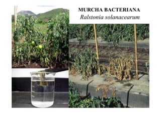 MURCHA BACTERIANA
Ralstonia solanacearum
 