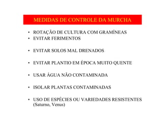 MEDIDAS DE CONTROLE DA MURCHA
• ROTAÇÃO DE CULTURA COM GRAMÍNEAS
• EVITAR FERIMENTOS
• EVITAR SOLOS MAL DRENADOS
• EVITAR PLANTIO EM ÉPOCA MUITO QUENTE
• USAR ÁGUA NÃO CONTAMINADA
• ISOLAR PLANTAS CONTAMINADAS
• USO DE ESPÉCIES OU VARIEDADES RESISTENTES
(Saturno, Venus)
 