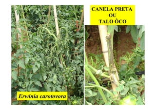 CANELA PRETA
OU
TALO ÔCO
Erwinia carotovora
 