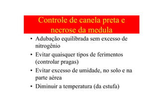 Controle de canela preta e
necrose da medula
• Adubação equilibrada sem excesso de
nitrogênio
• Evitar quaisquer tipos de ferimentos
(controlar pragas)
• Evitar excesso de umidade, no solo e na
parte aérea
• Diminuir a temperatura (da estufa)
 