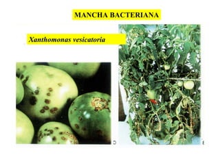 MANCHA BACTERIANA
Xanthomonas vesicatoria
 