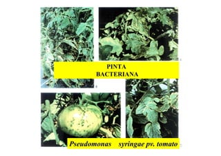 PINTA
BACTERIANA
Pseudomonas syringae pv. tomato
 