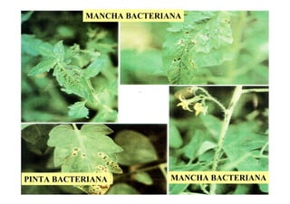 MANCHA BACTERIANA
MANCHA BACTERIANAPINTA BACTERIANA
 