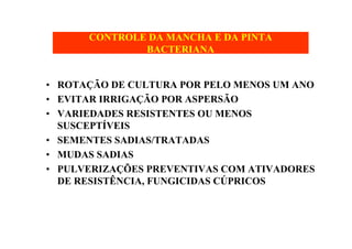 CONTROLE DA MANCHA E DA PINTA
BACTERIANA
• ROTAÇÃO DE CULTURA POR PELO MENOS UM ANO
• EVITAR IRRIGAÇÃO POR ASPERSÃO
• VARIEDADES RESISTENTES OU MENOS
SUSCEPTÍVEIS
• SEMENTES SADIAS/TRATADAS
• MUDAS SADIAS
• PULVERIZAÇÕES PREVENTIVAS COM ATIVADORES
DE RESISTÊNCIA, FUNGICIDAS CÚPRICOS
 