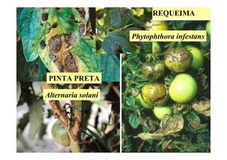 PINTA PRETA
Alternaria solani
REQUEIMA
Phytophthora infestans
 